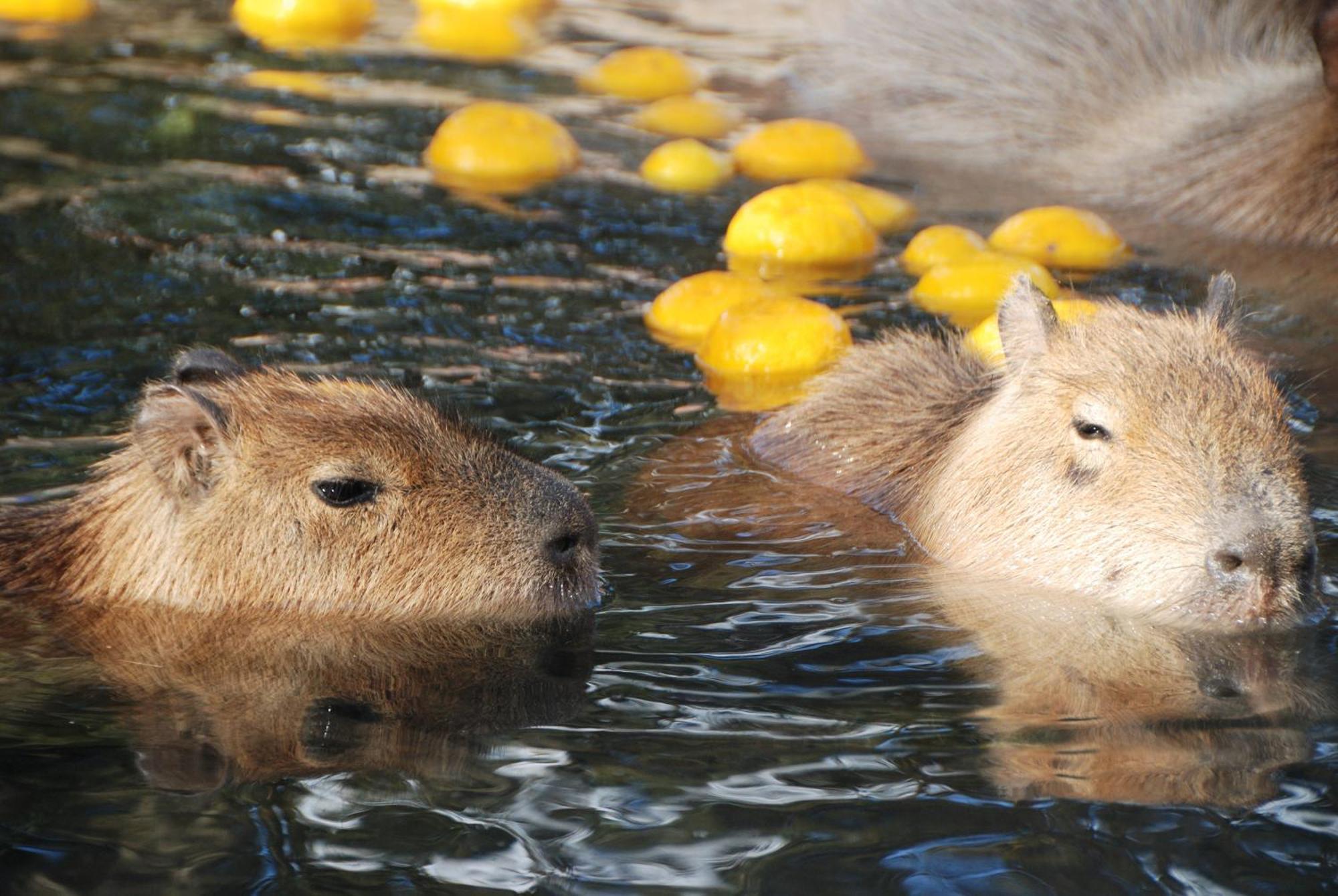 丰桥联合酒店 丰桥市 外观 照片 Capybara