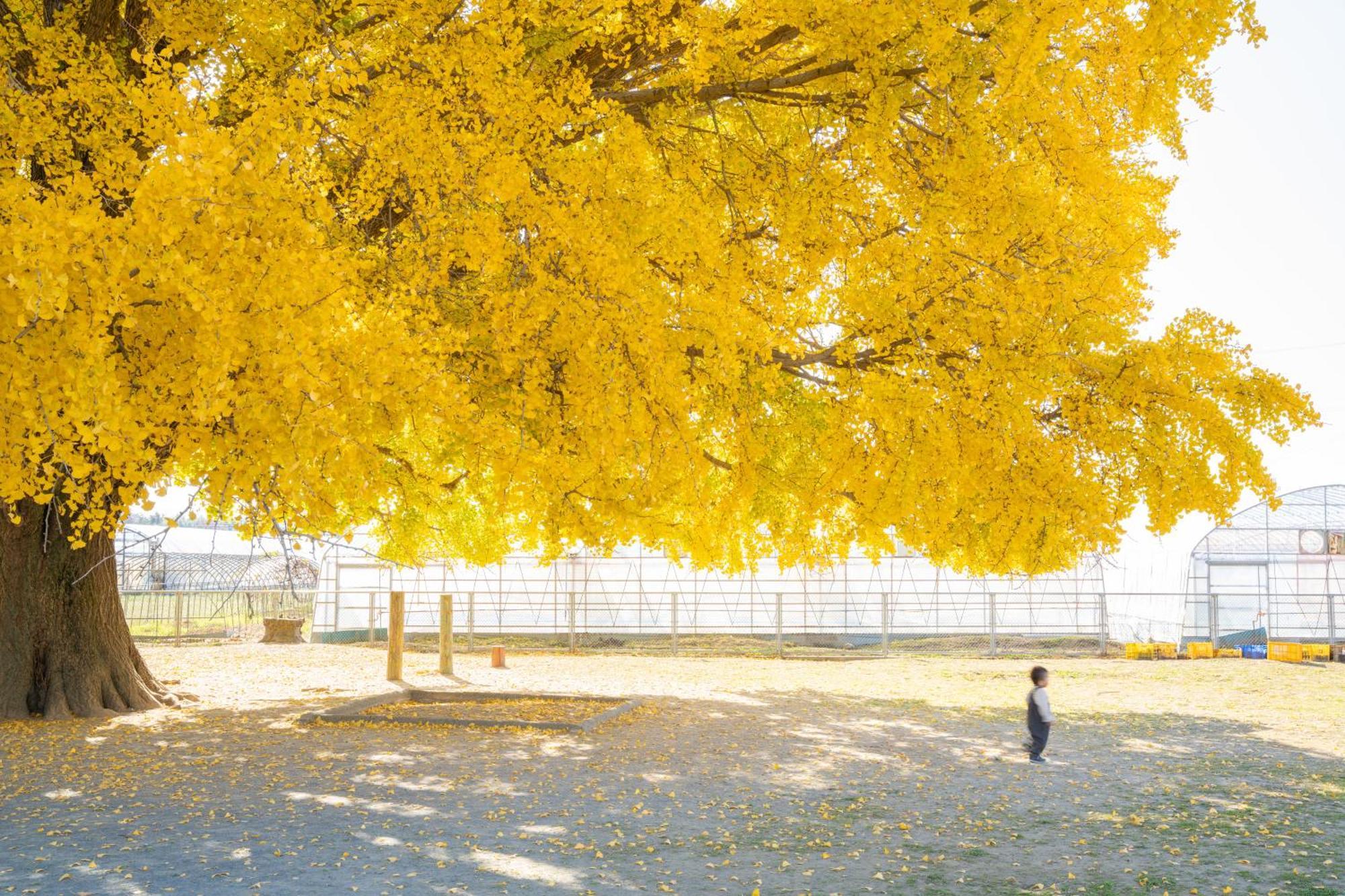 丰桥联合酒店 丰桥市 外观 照片 Ginkgo tree in autumn